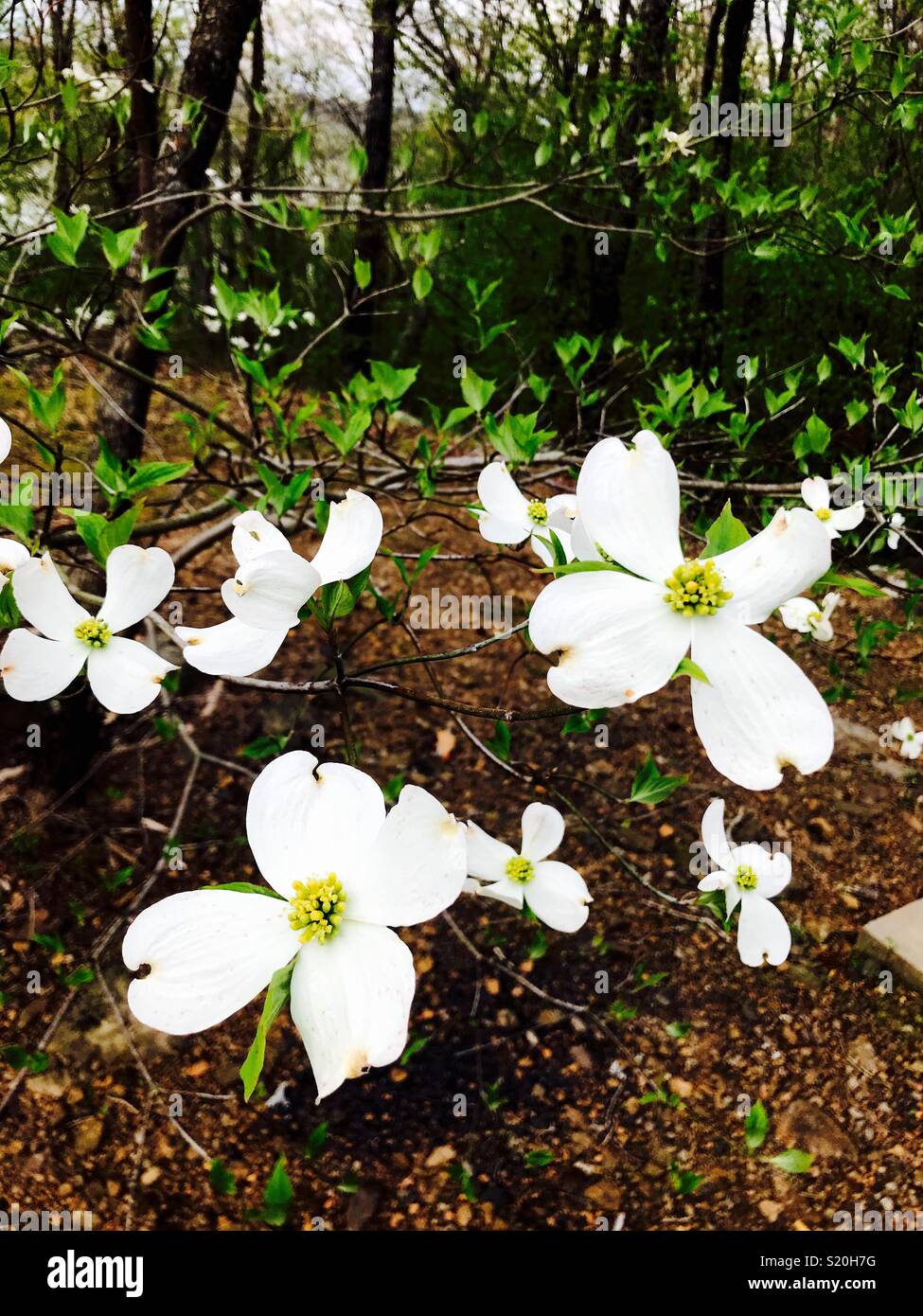 Dogwood trees hires stock photography and images Alamy