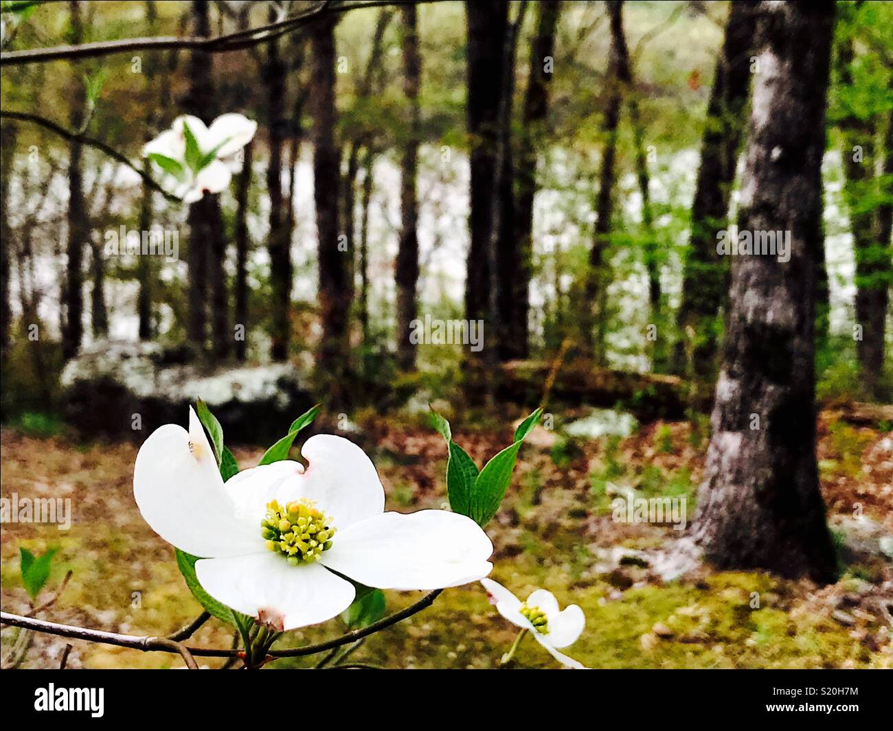 A dogwood in bloom in the Ozark mountains. - Smartphone Captured Stock Image