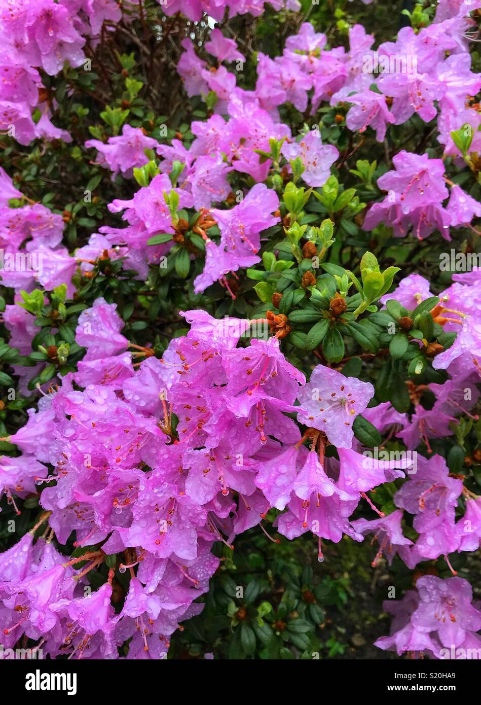 Pink and purple flowers Stock Photo