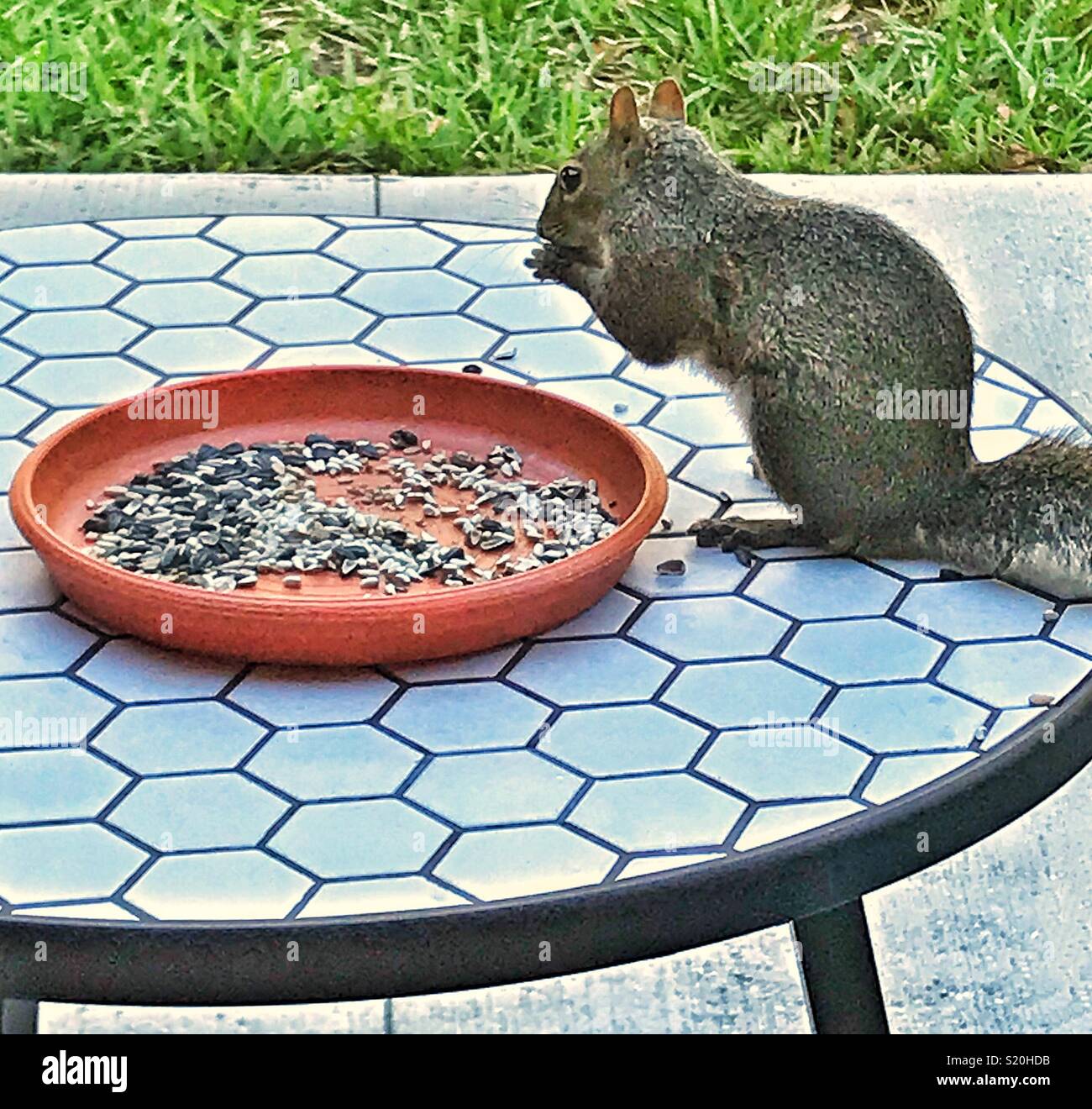 Squirrel eating birdseed - Smartphone Captured Stock Image