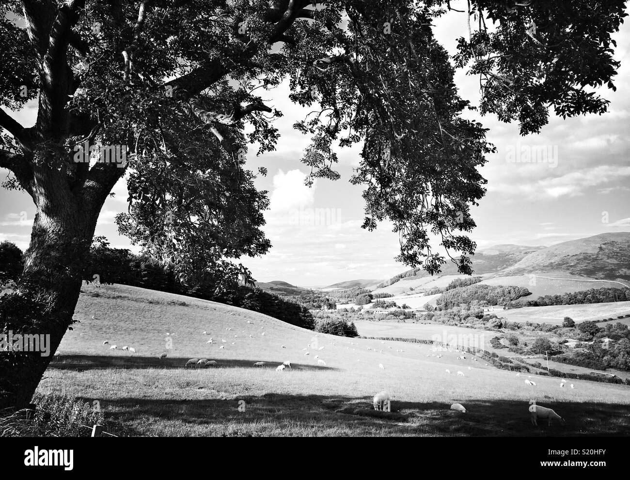 B&W Hipstamatic shot of bucolic rural scene with soft rolling hills, sheep and stone walls Stock Photo