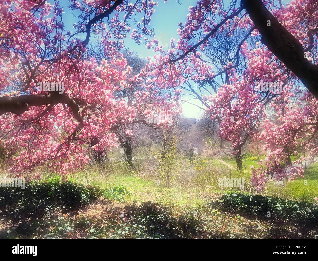 Springtime brings flowering pink magnolia trees to signify the season in central park, New York City, USA - Smartphone Captured Stock Image