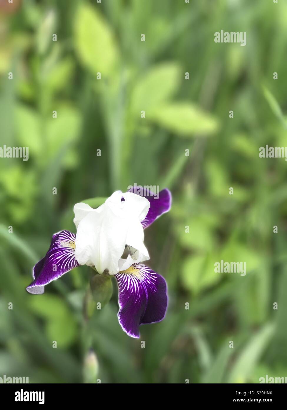 Bearded iris with white petals and purple falls petals Stock Photo