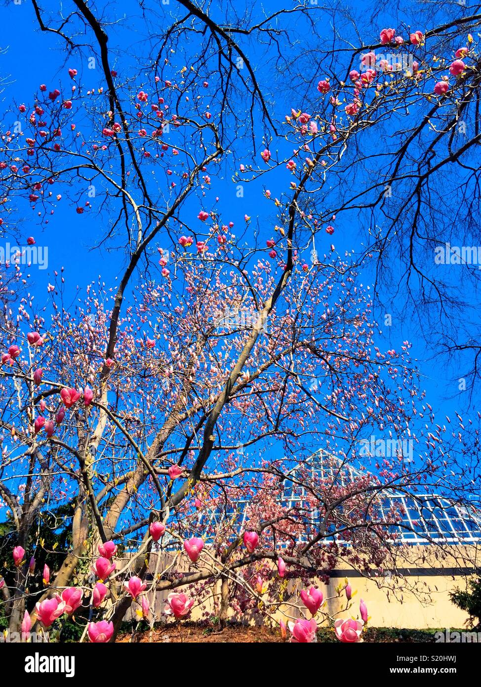 Spring time in central park with blooming magnolia trees behind the Metropolitan Museum of art building, New York City, USA - Smartphone Captured Stock Image