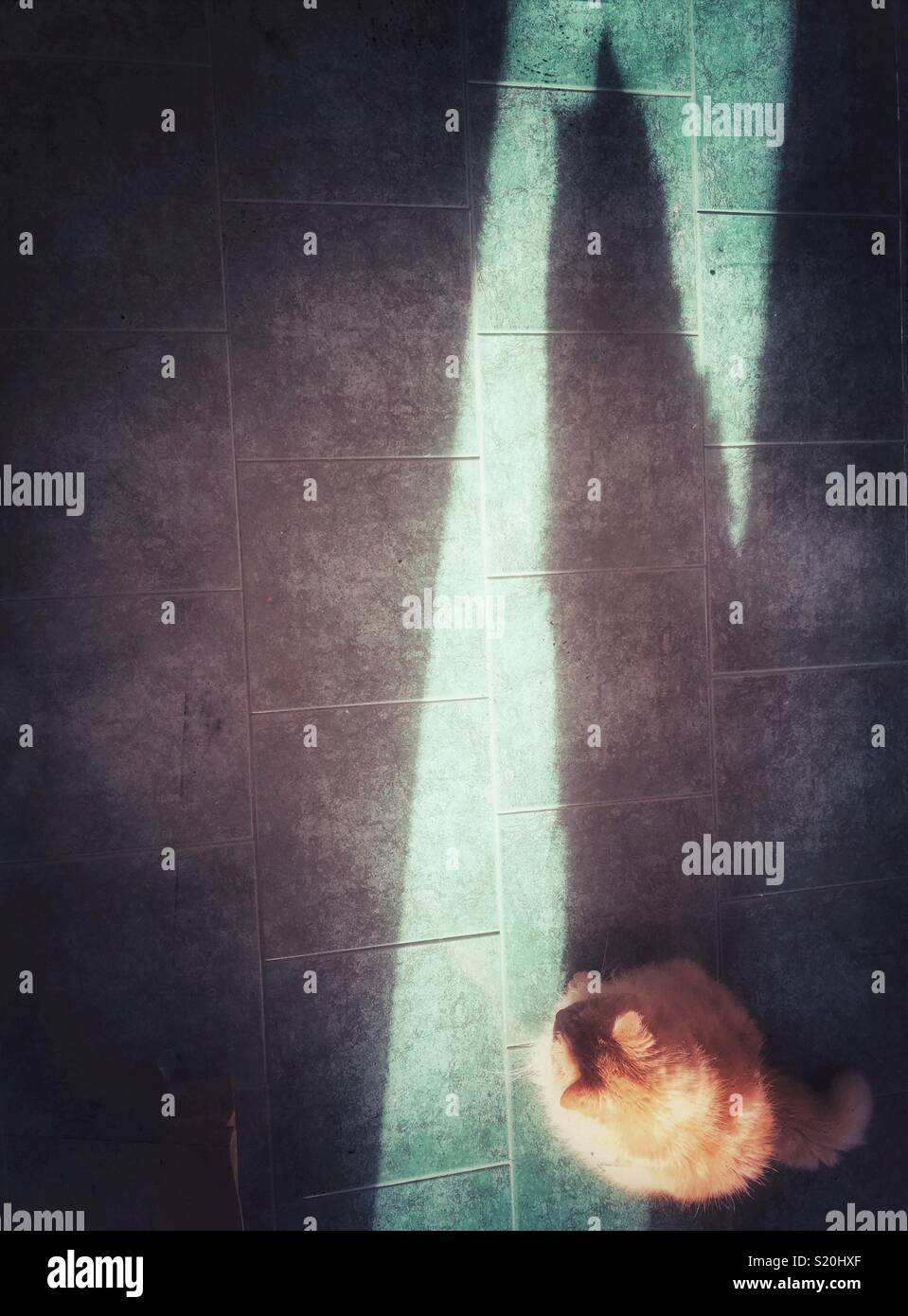 Overhead view of orange cat sitting in the morning sun looking at long shadow being cast across green tile floor - Smartphone Captured Stock Image