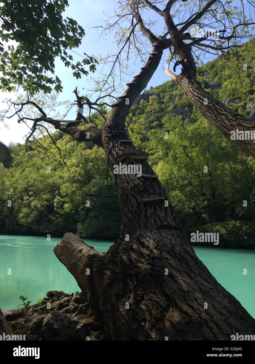 Stairway to the top of the tree. River Soča (Isonzo). Solkan, Slovenia. - Smartphone Captured Stock Image