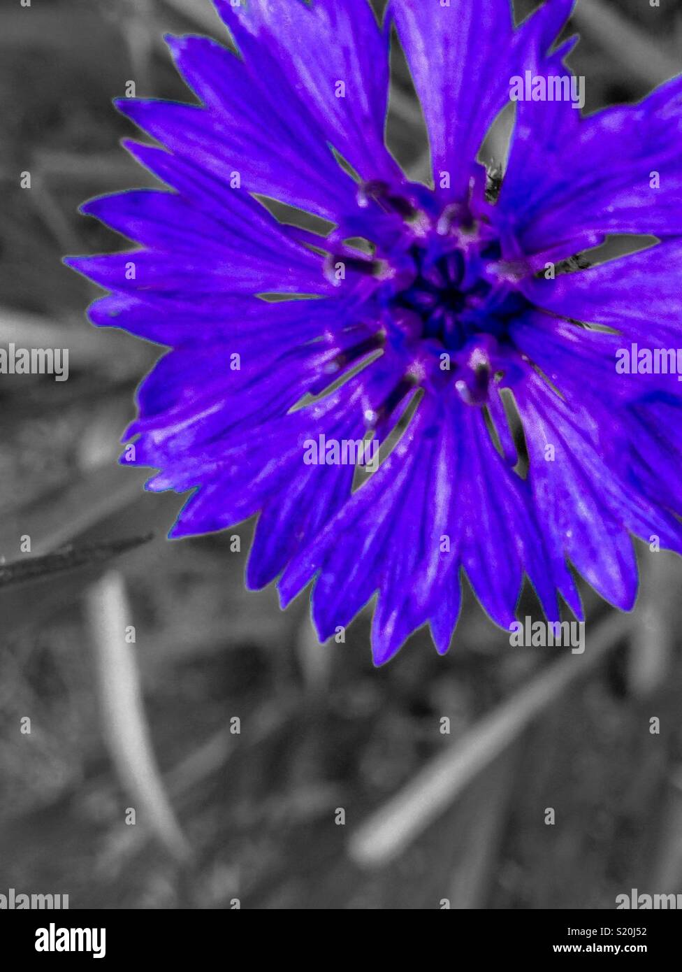 Blue colorpop Bachelor's Button from overhead - Smartphone Captured Stock Image
