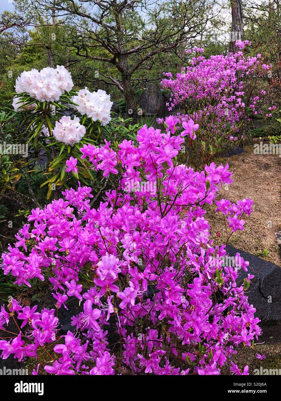 Beautiful bright fuchsia and pink flowers in a Japanese Garden Stock