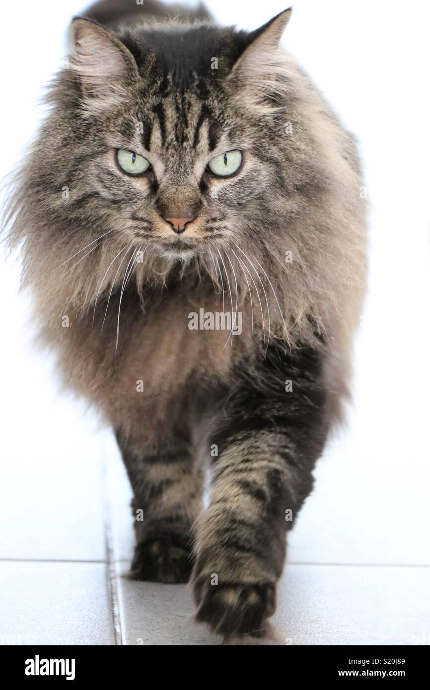 Cat walking - Smartphone Captured Stock Image