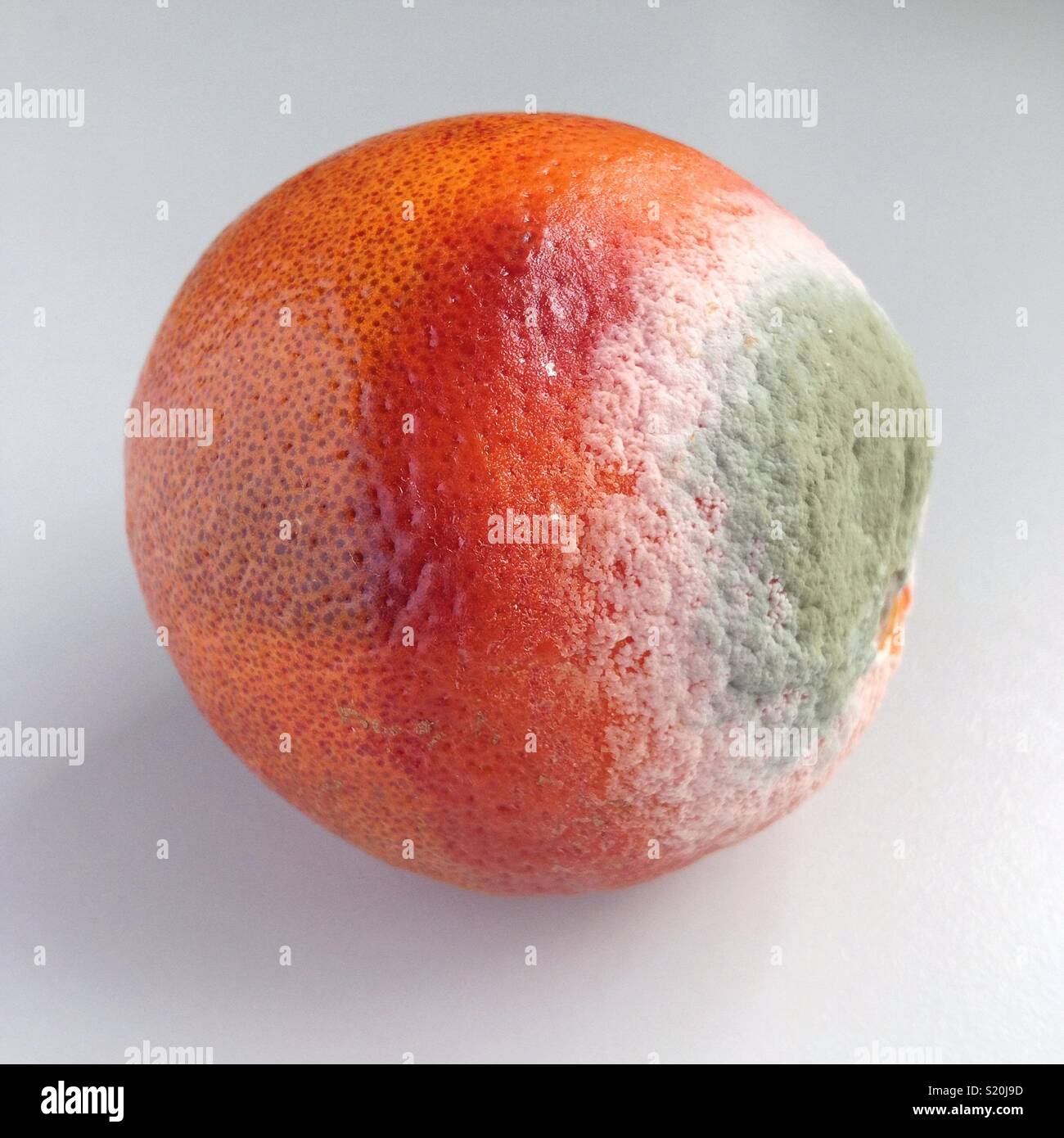 Mouldy orange. Stock photo of orange going mouldy with fungal growth. - Smartphone Captured Stock Image