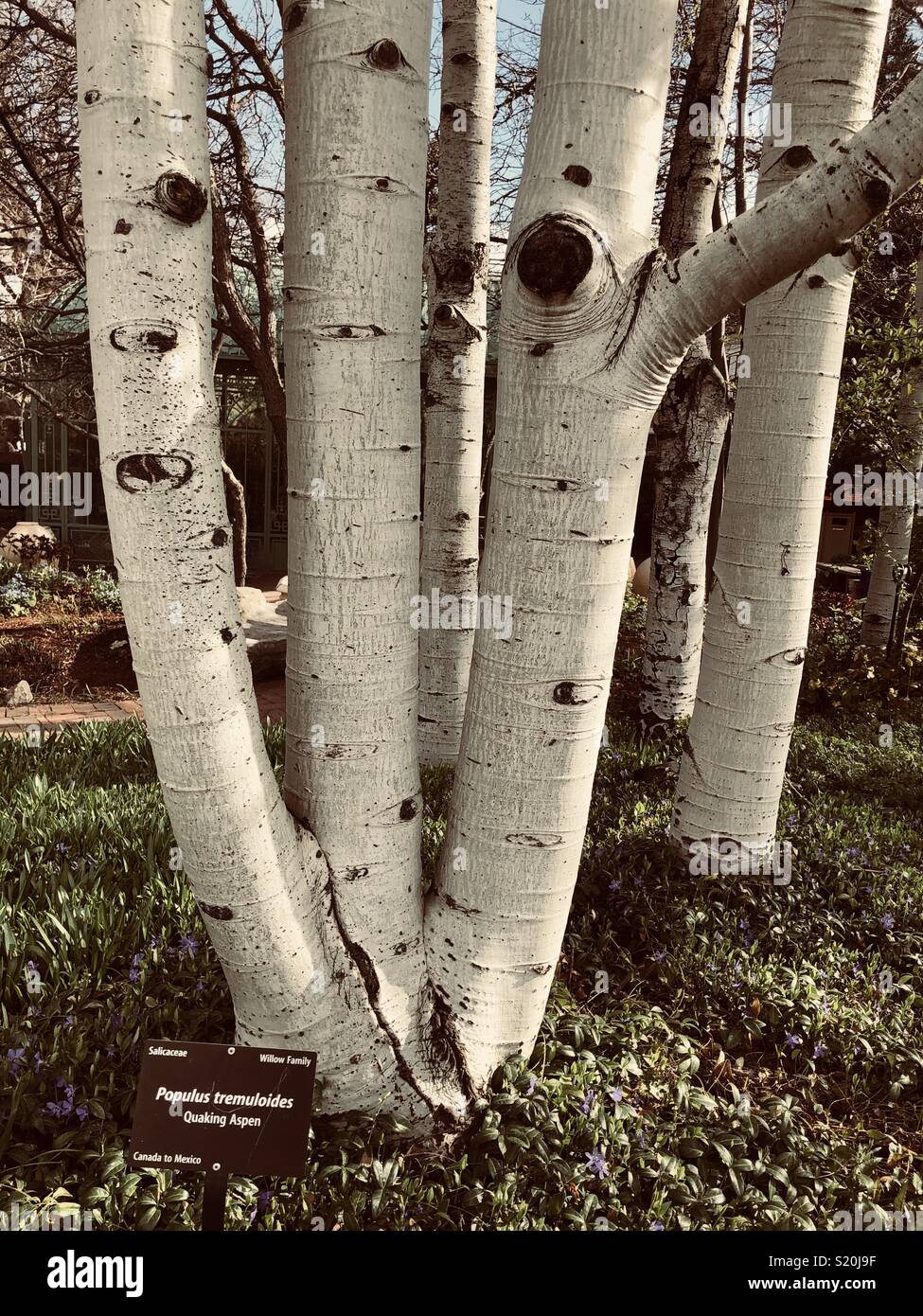 Quaking Aspen