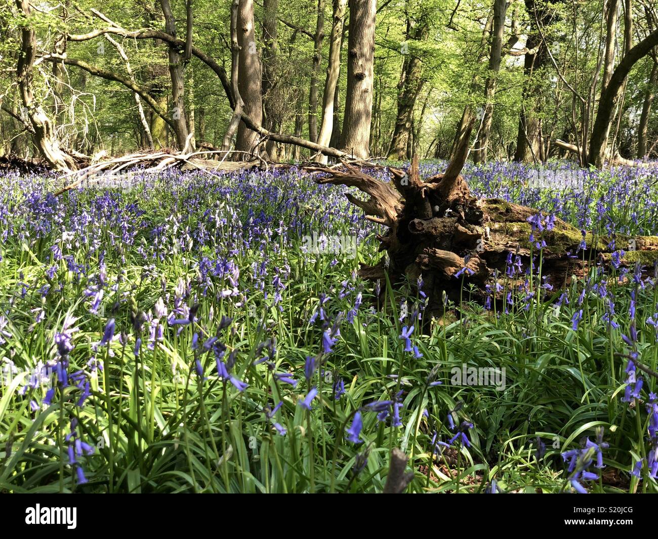 Carpet of spring bluebell flowers in the countryside forest - Smartphone Captured Stock Image