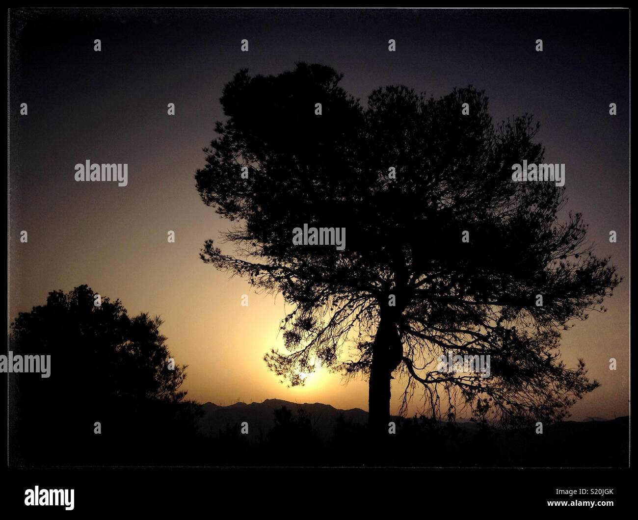 Sunrise and a pine tree, Catalonia, Spain. Stock Photo