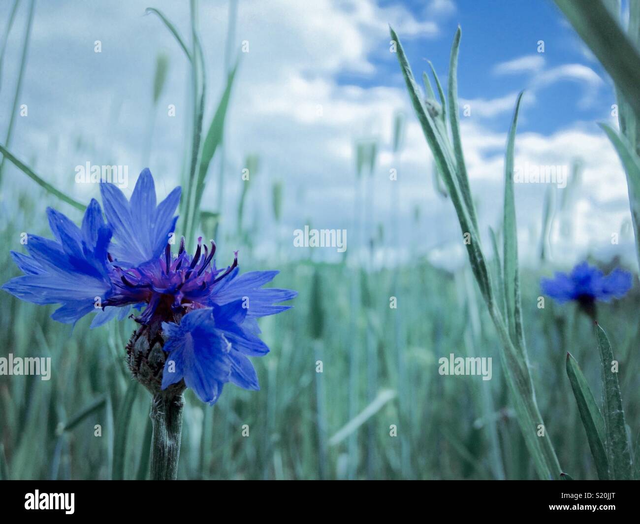 Blues- Bachelor's Buttons and barley - Smartphone Captured Stock Image