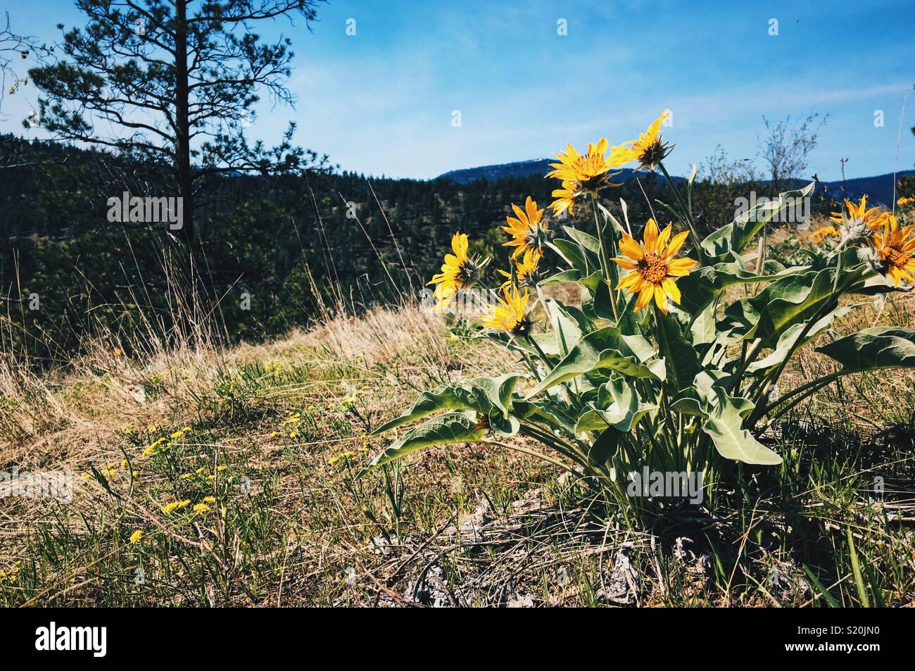 Yellow wildflowers on a warm spring day with blue sky and mountains in the distance. - Smartphone Captured Stock Image