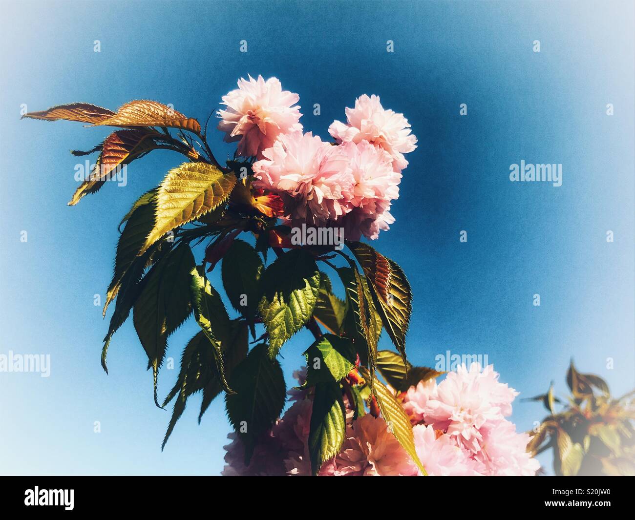 Weeping cherry tree, pink blossom and fresh, green, leaves against blue sky - Smartphone Captured Stock Image