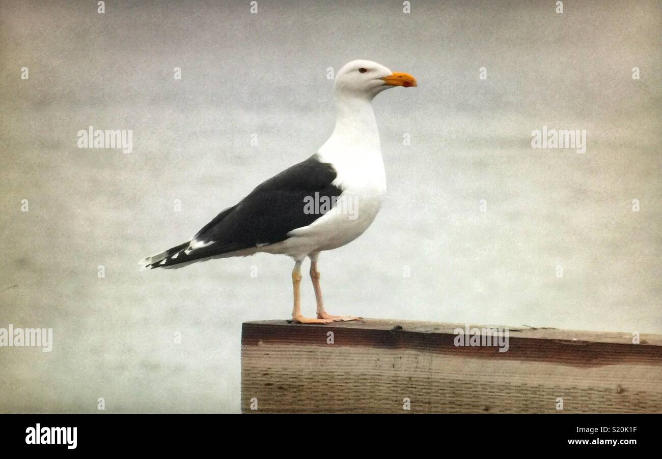 Sea Gull, Kelp Gull - Smartphone Captured Stock Image