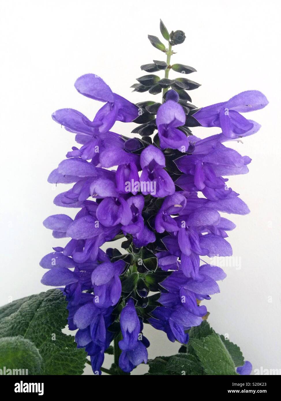 Salvia azurea. Stock Photo