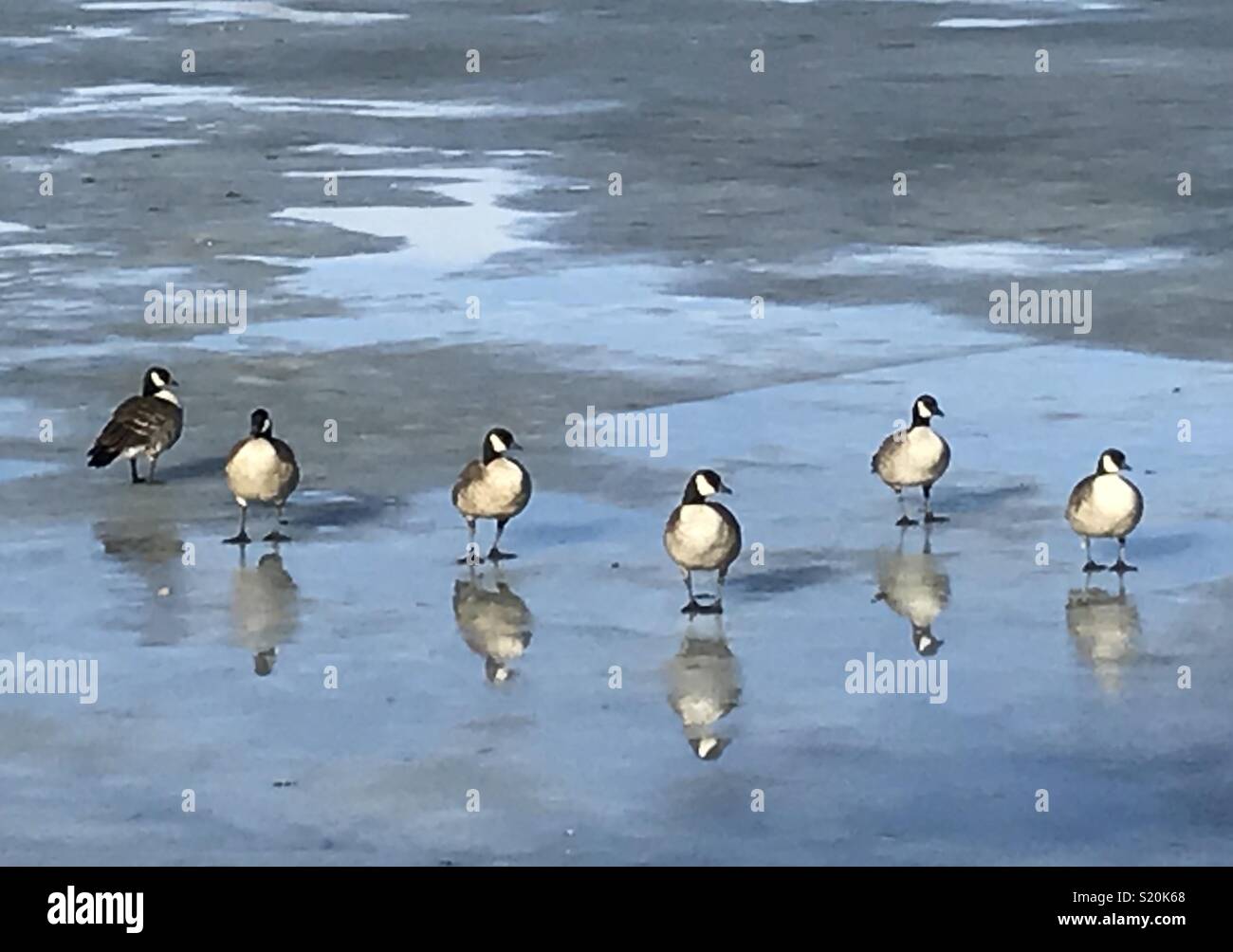Six ducks standing on frozen lake ice Stock Photo