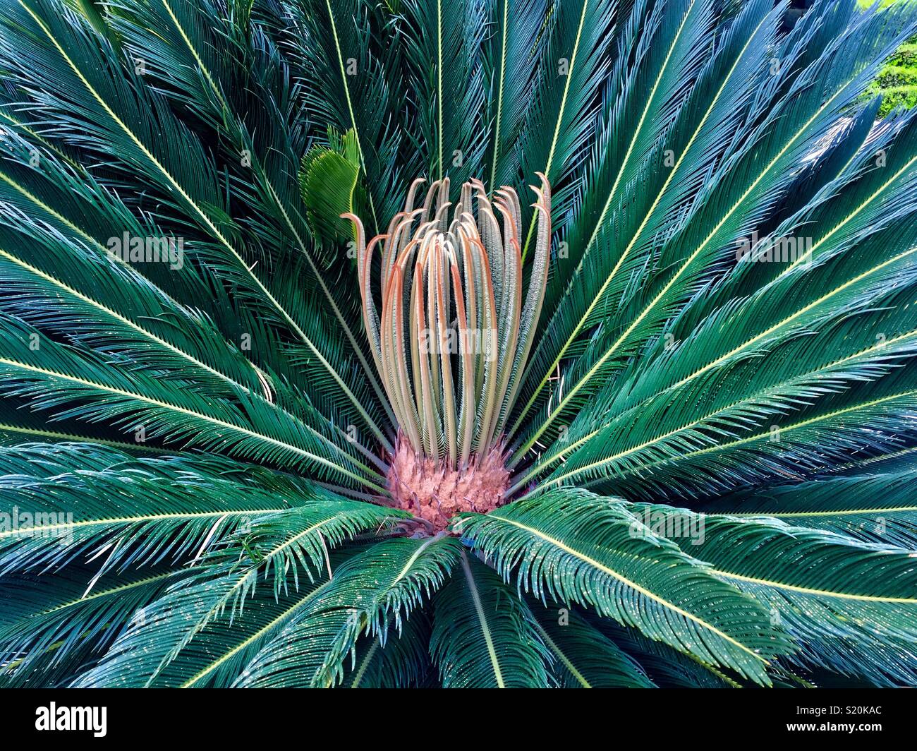 Closeup of the Sago Palm tree with new growth in its center. Stock Photo