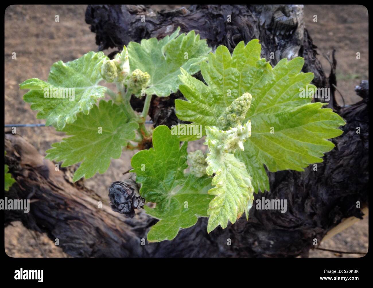 First signs of flower buds on Macabeo (white wine grape) vines, Catalonia, Spain. - Smartphone Captured Stock Image