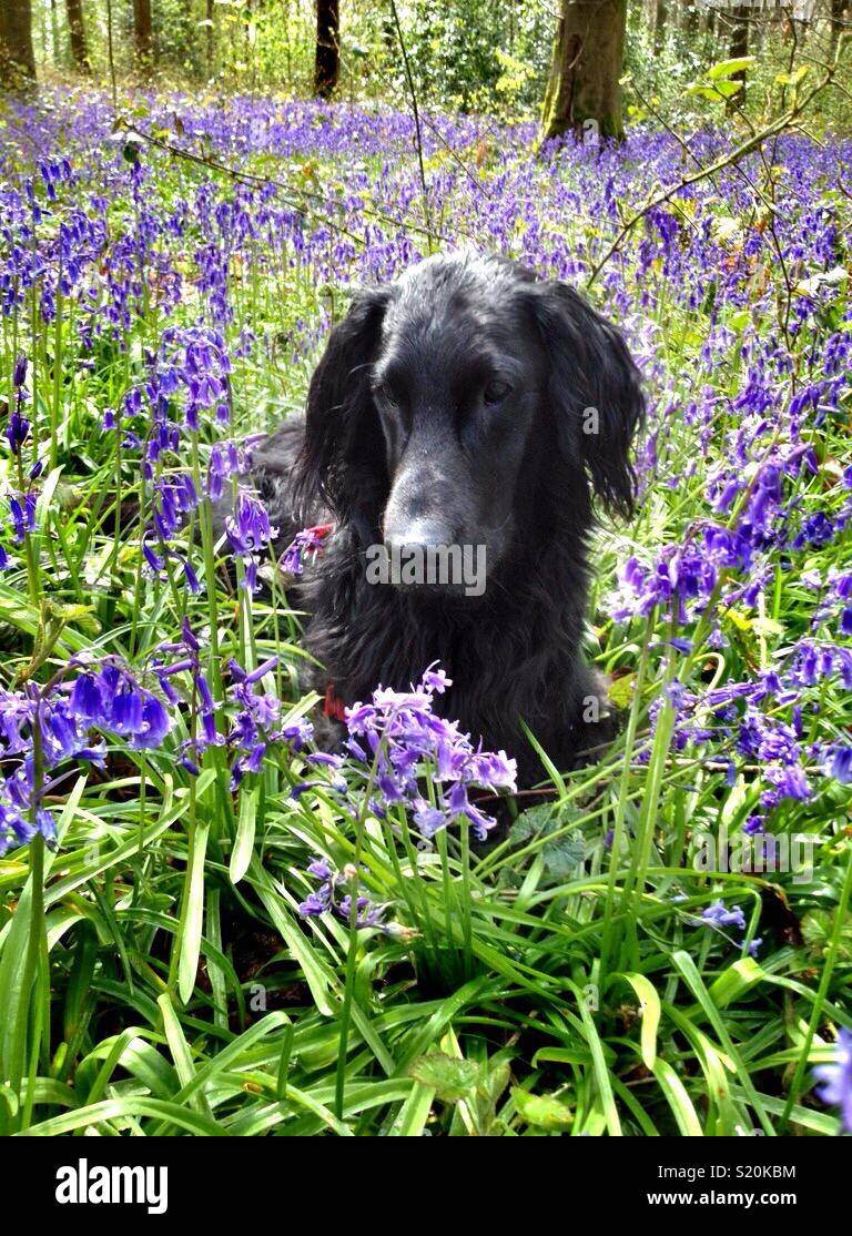 Flat-coated retriever 'Rio' - Smartphone Captured Stock Image