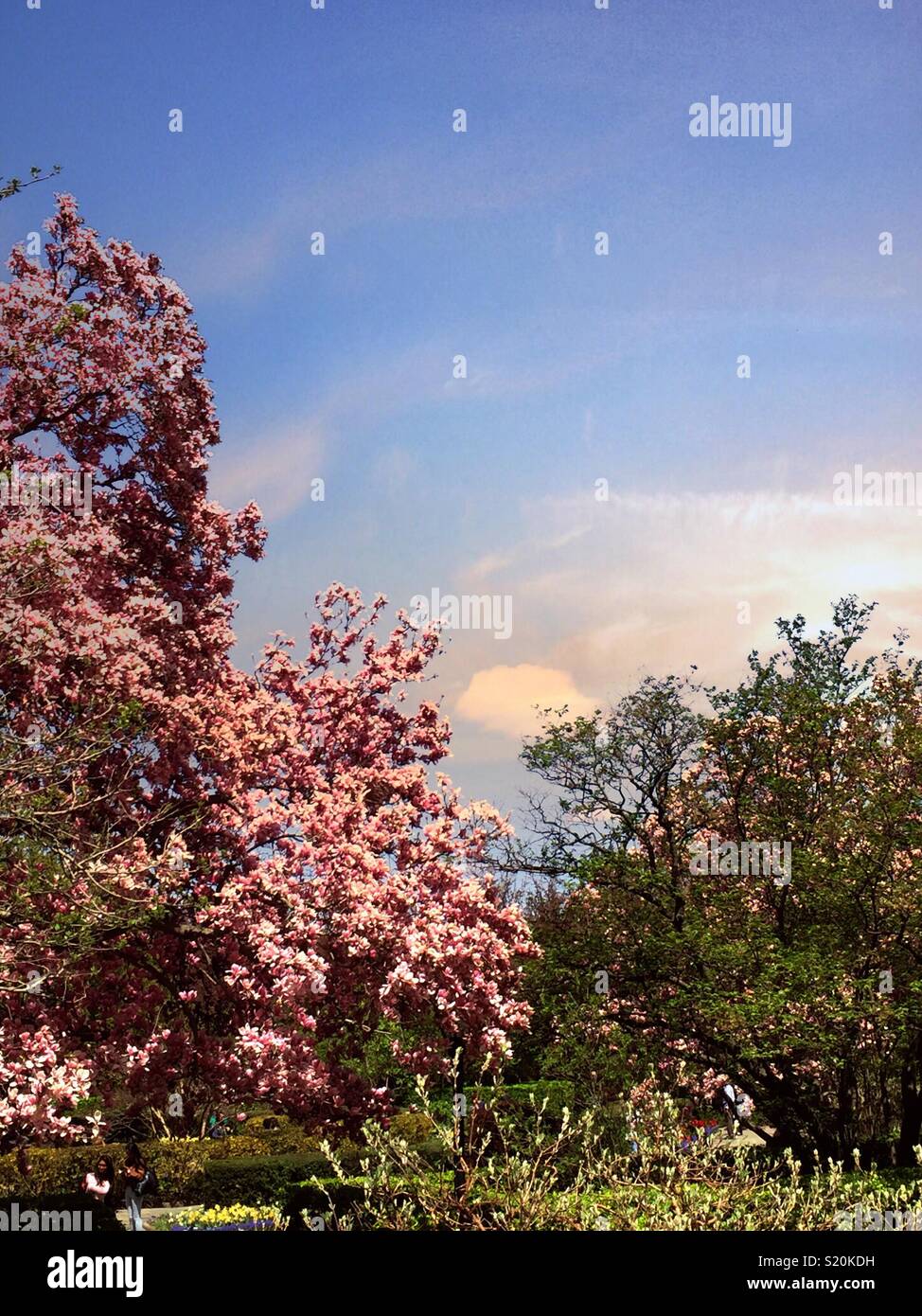 Springtime brings out the flowering magnolia trees in central park NYC, USA - Smartphone Captured Stock Image