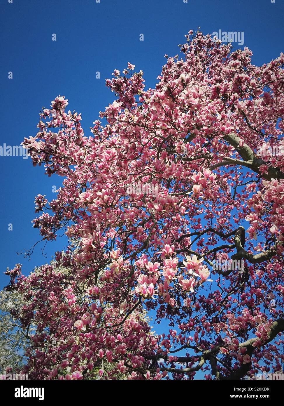 Magnolia tree is in full bloom in Central Park, NYC, USA - Smartphone Captured Stock Image