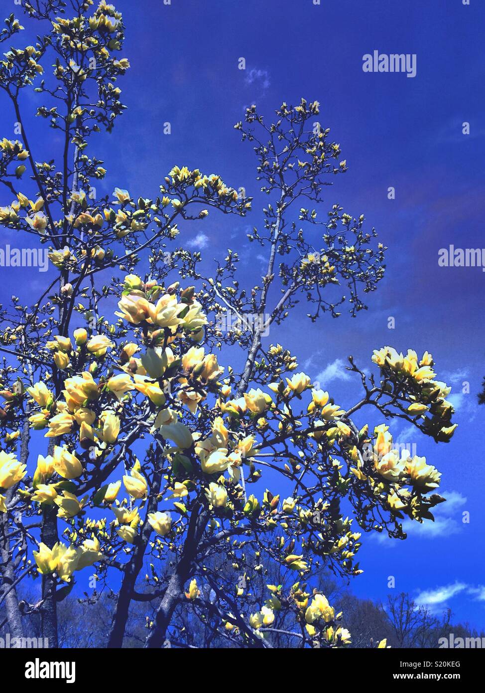 Springtime in Central Park brings out the White Magnolia blossoming trees New York City, United States - Smartphone Captured Stock Image