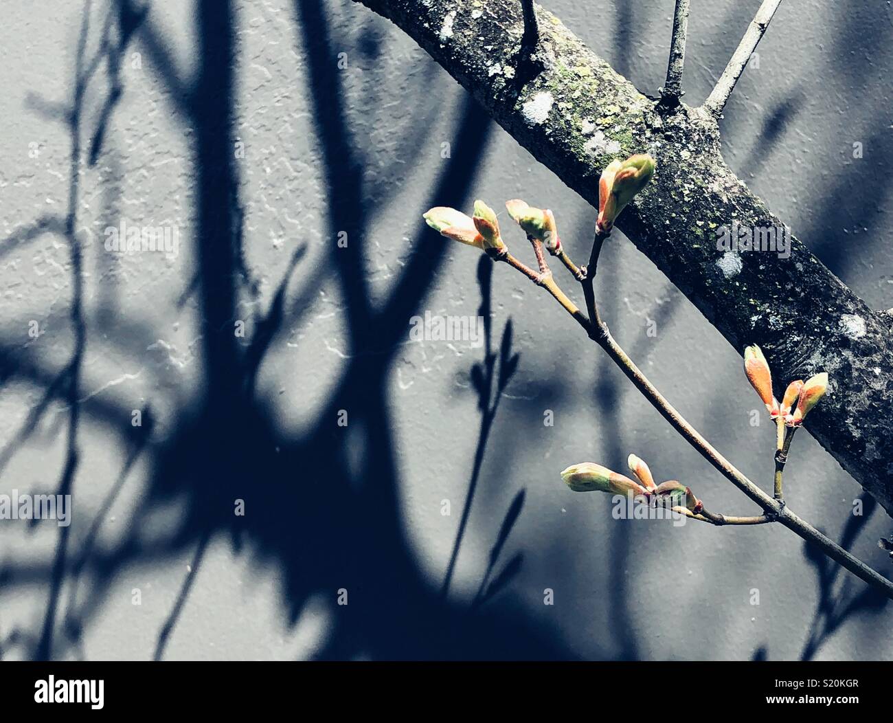 First signs of spring in the city - Smartphone Captured Stock Image