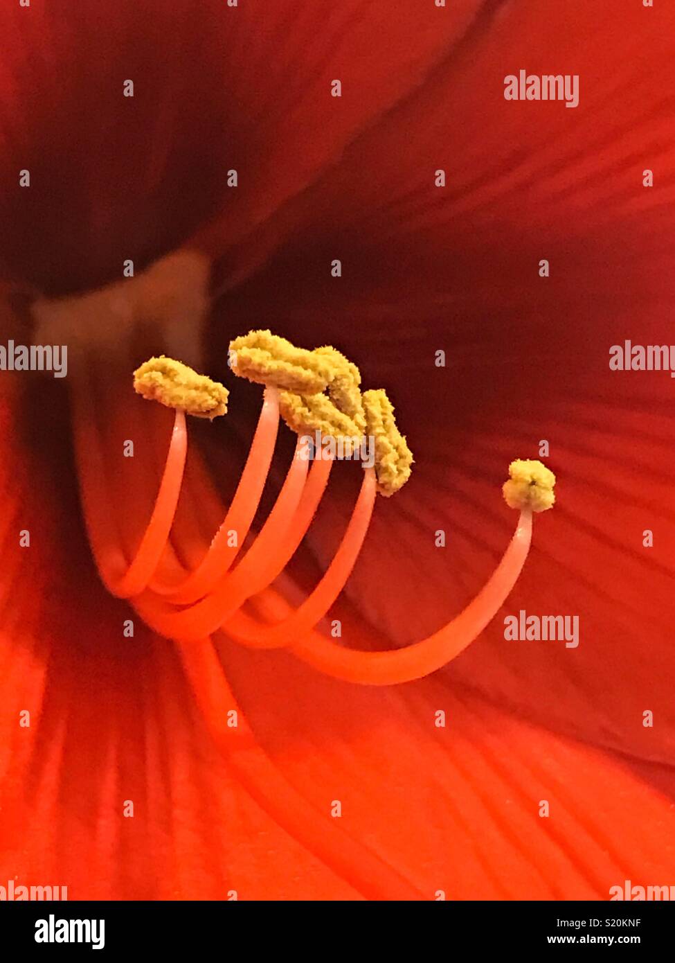 Red amaryllis lily stamens, macro shot - Smartphone Captured Stock Image