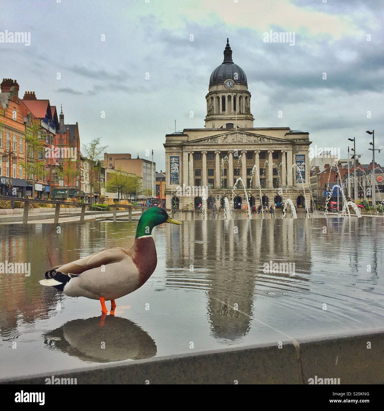 Duck in the water feature of Nottingham’s Market Square. - Smartphone Captured Stock Image