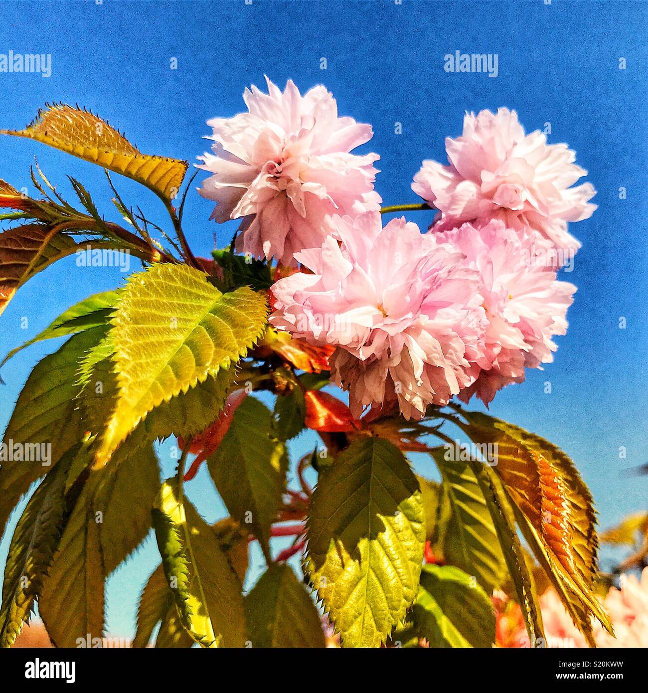 Cherry blossom, Jersey, U.K, Spring flowering tree Stock Photo - Alamy