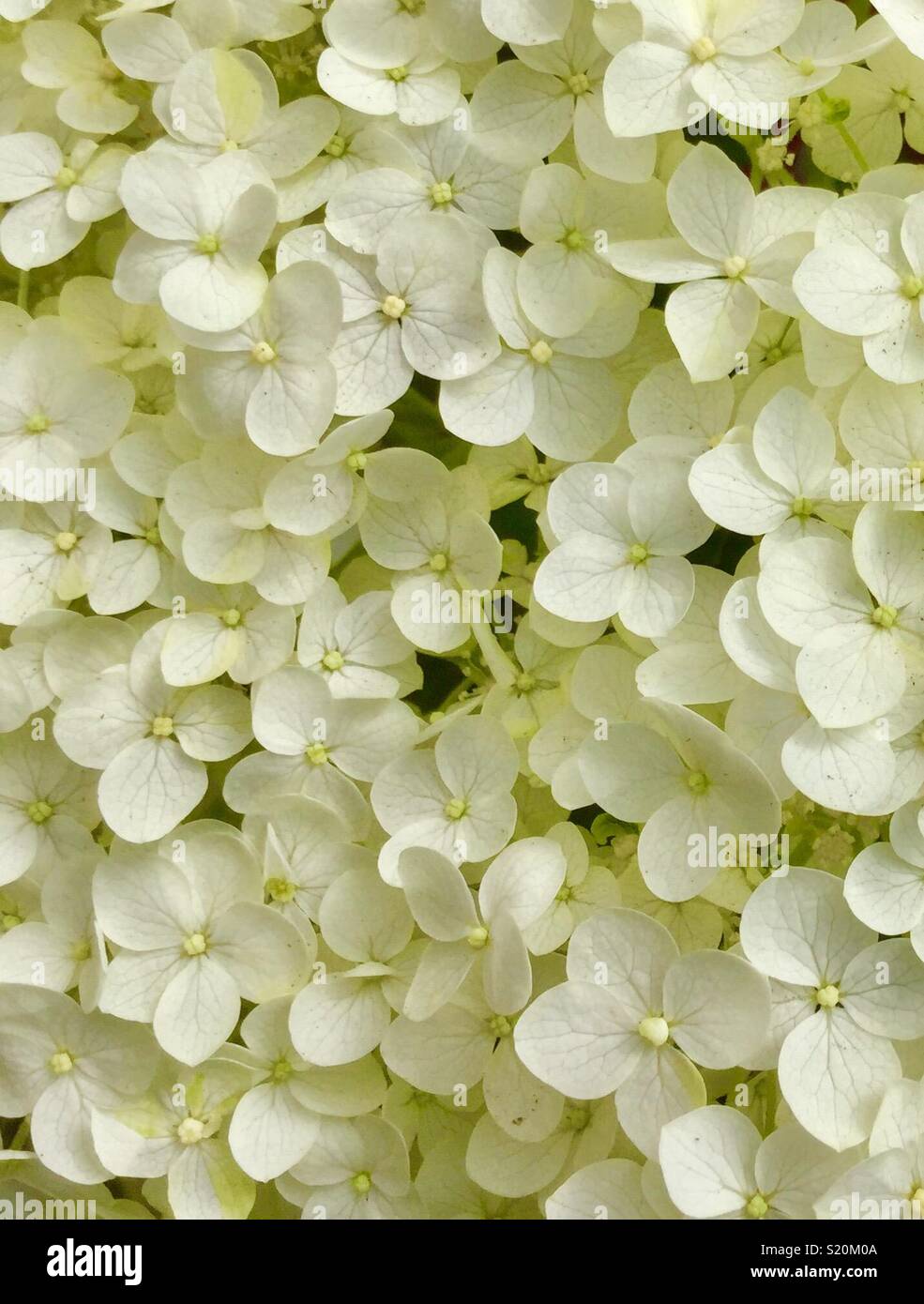White Hydrangea Flowers. Stock Photo