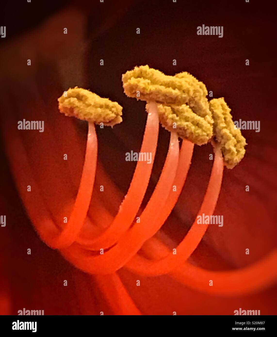 Pollen covered stamens of a red amaryllis lily flower, macro shot - Smartphone Captured Stock Image