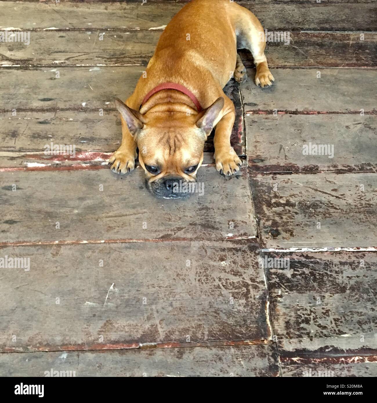 French bulldog on old wooden floorboards in Luang Prabang Laos - Smartphone Captured Stock Image