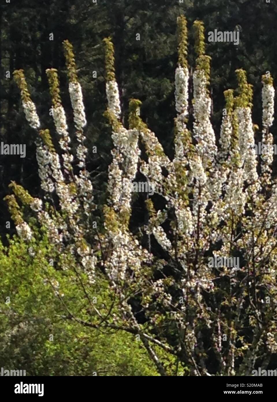 Spring budding tree  -  unusual, surprise Stock Photo