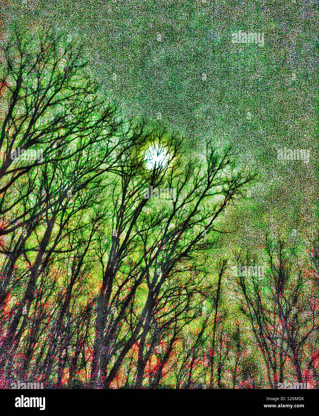 Stylized Moonlit night with deciduous trees - Smartphone Captured Stock Image