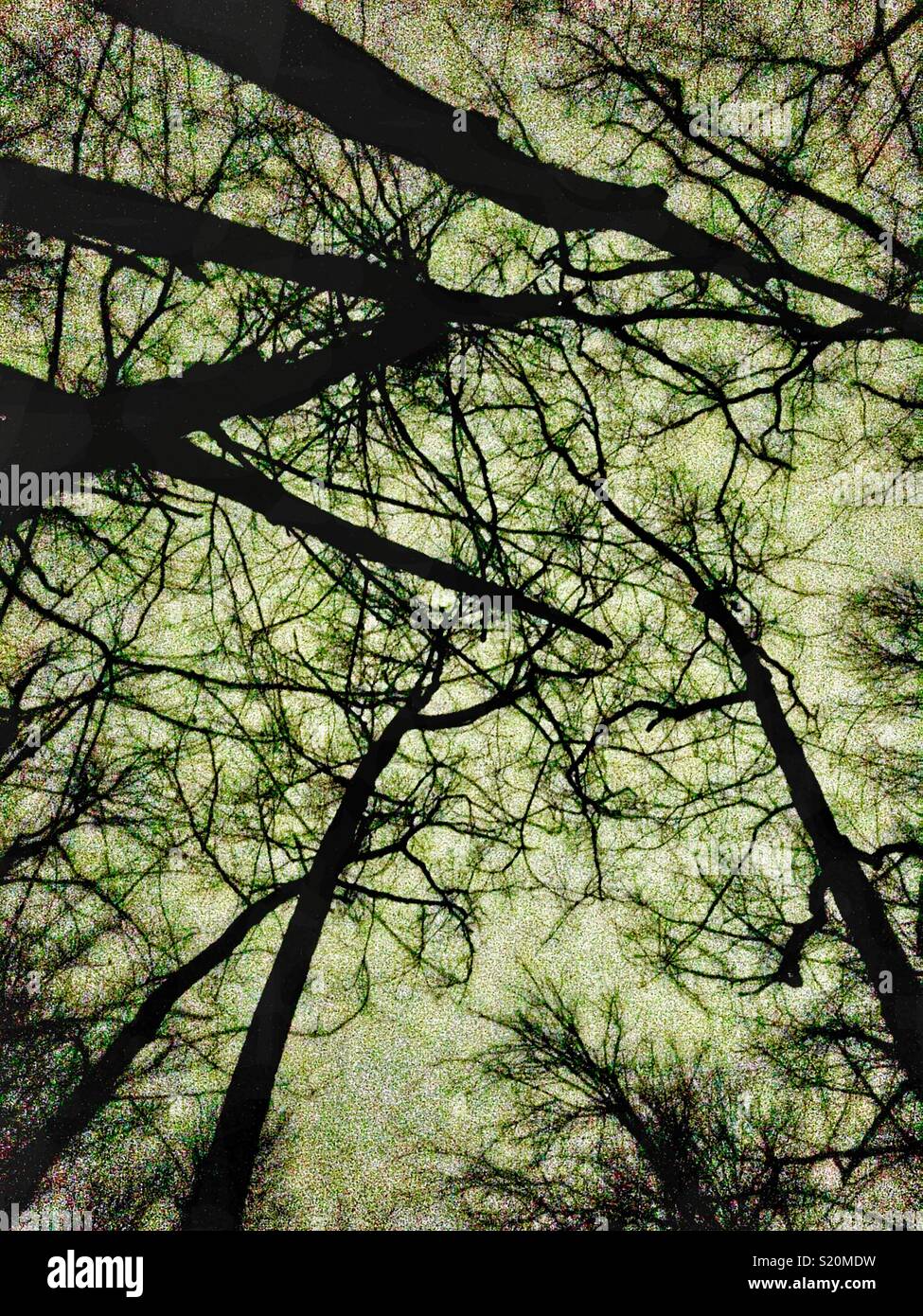 Stylized Deciduous trees at night - Smartphone Captured Stock Image