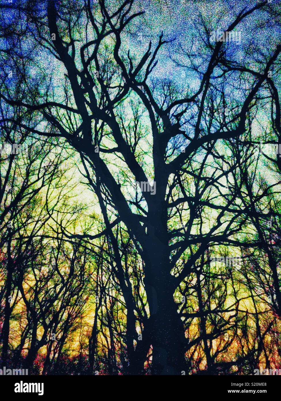 Stylized Deciduous trees at night - Smartphone Captured Stock Image
