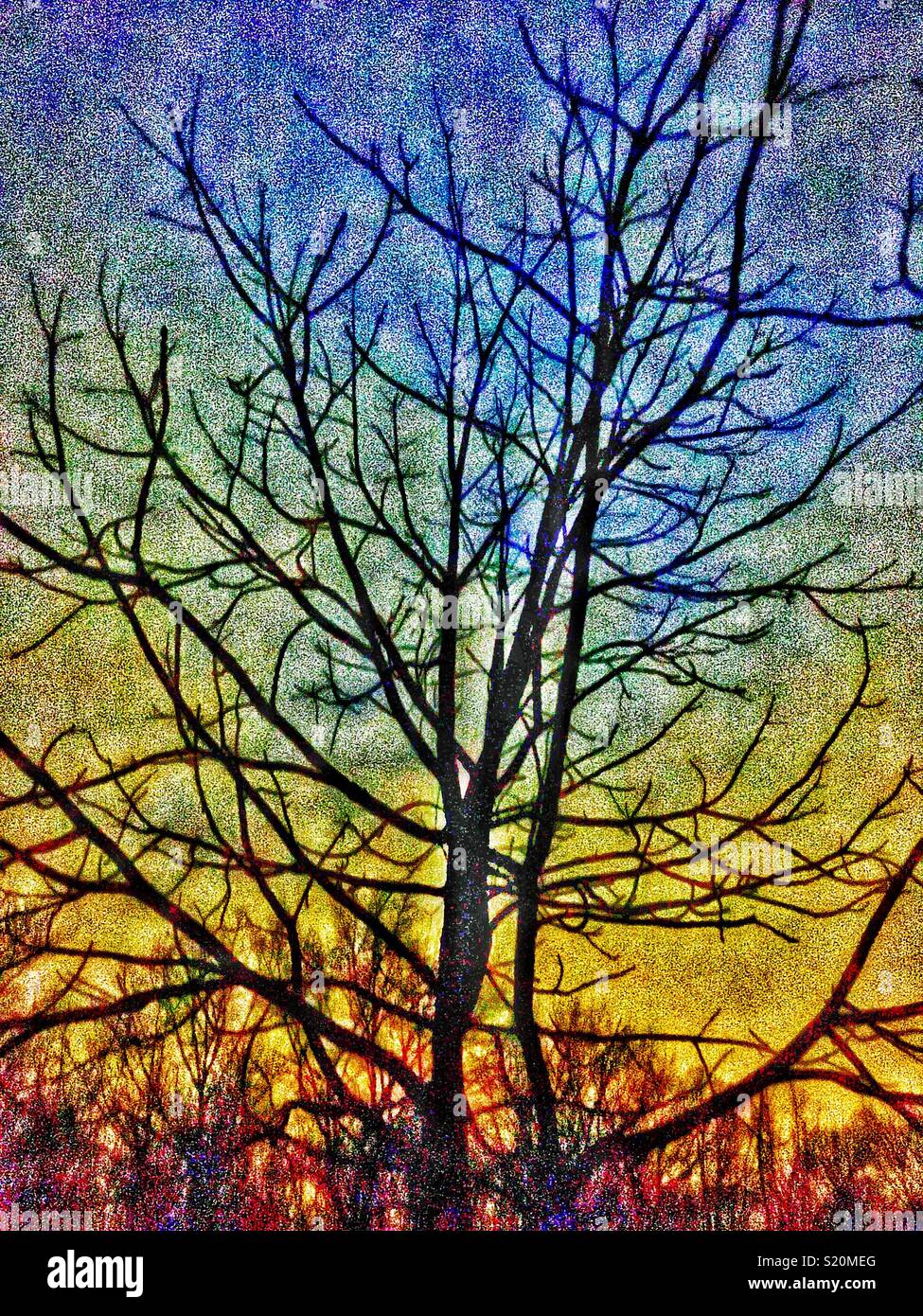 Stylized Deciduous trees at night - Smartphone Captured Stock Image