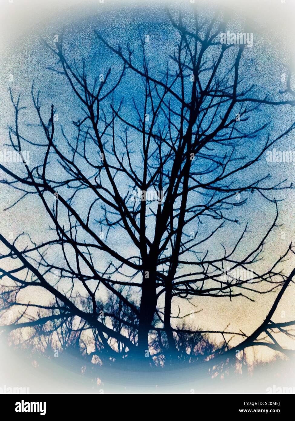 Stylized Deciduous tree at night - Smartphone Captured Stock Image
