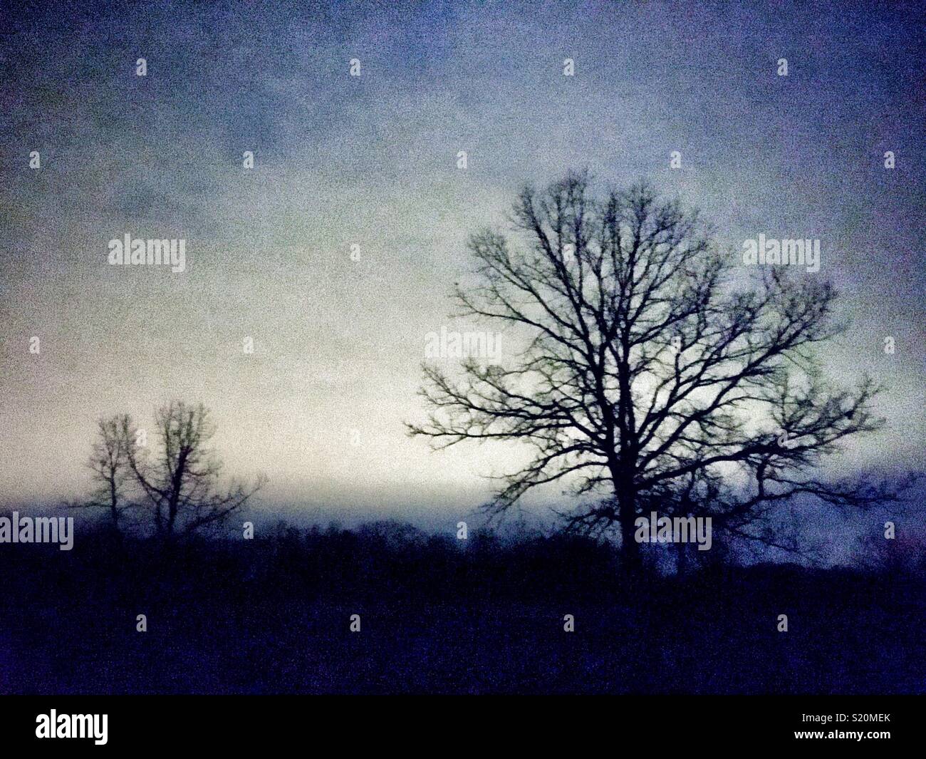 Stylized Deciduous trees at night - Smartphone Captured Stock Image