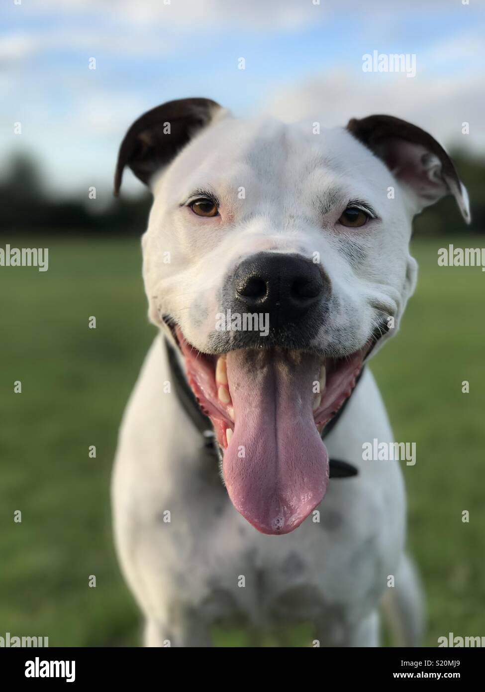 american bulldog cross american staffy