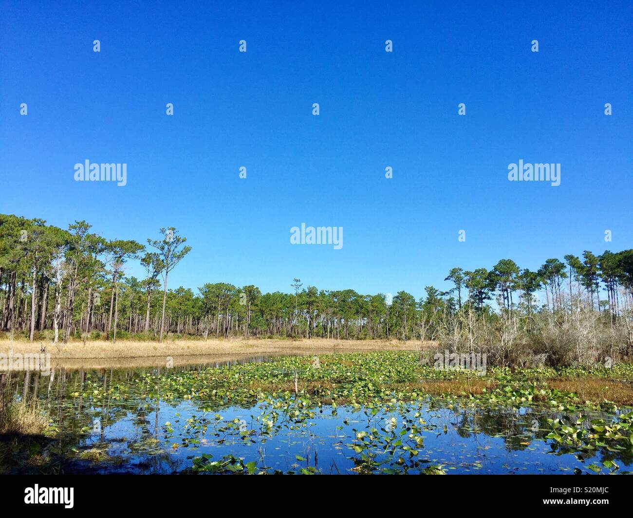 Beautiful lily pad filled pond surrounded by pine forest Stock Photo