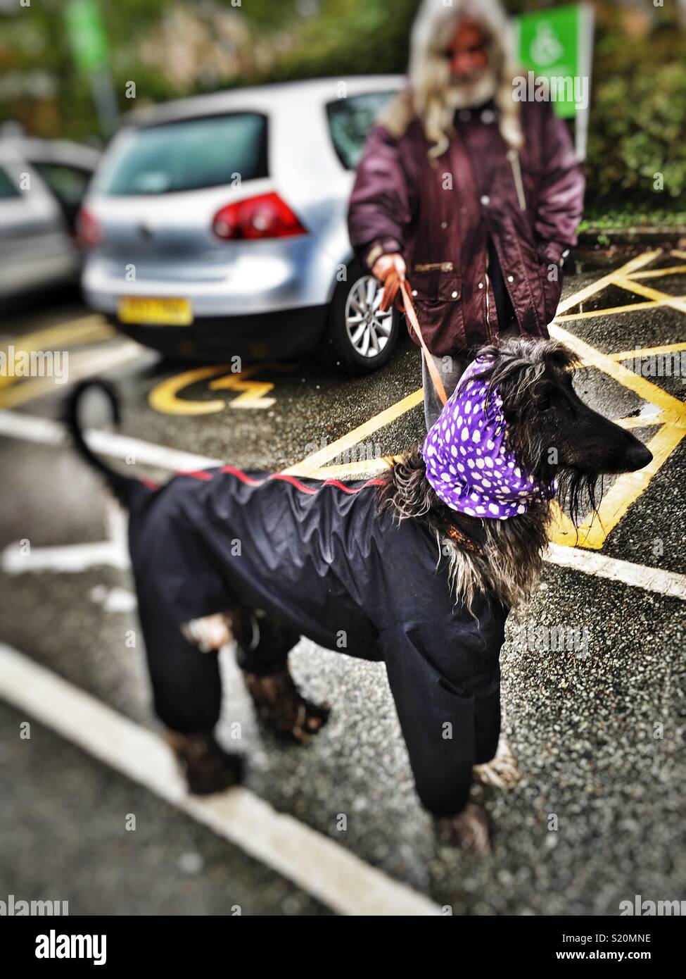 Afghan dog protected from the rain, Saxmundham, Suffolk, England. - Smartphone Captured Stock Image