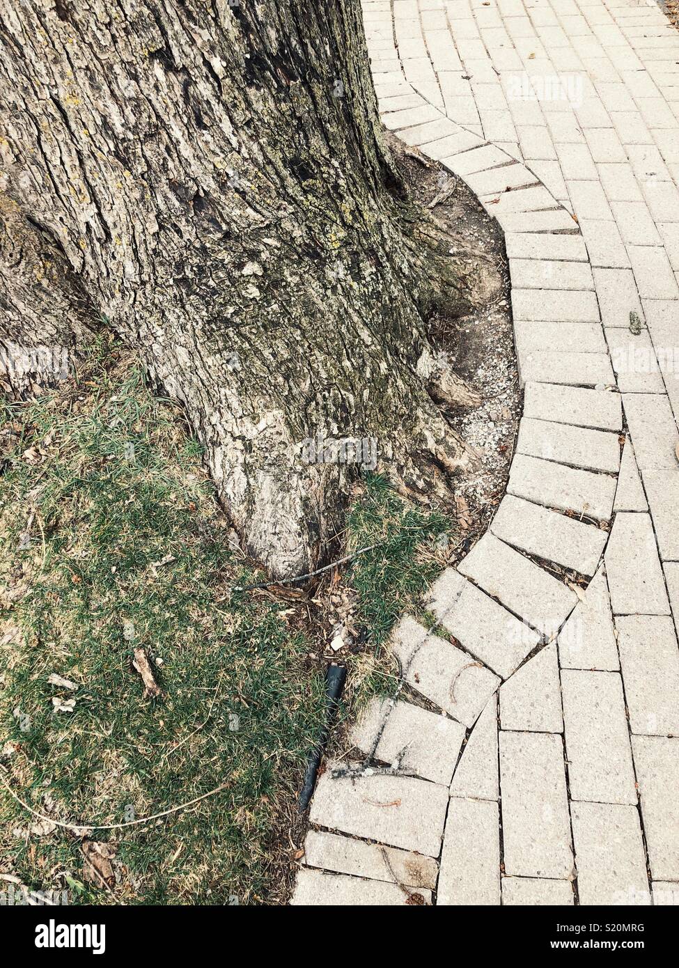 Stone sidewalk built around large old tree trunk - Smartphone Captured Stock Image