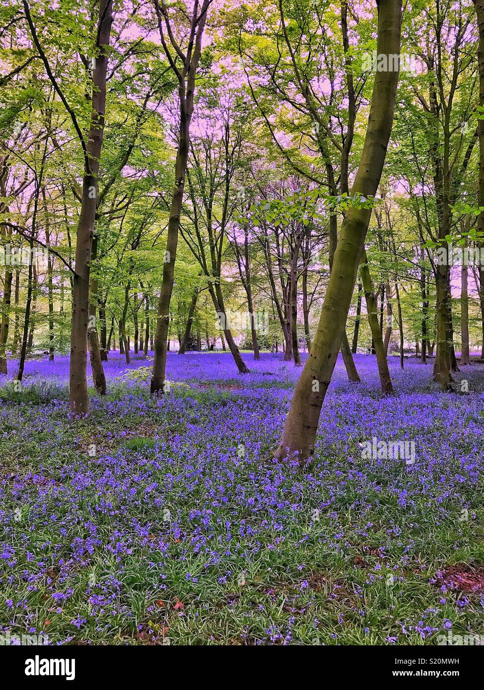 Bluebells - Smartphone Captured Stock Image