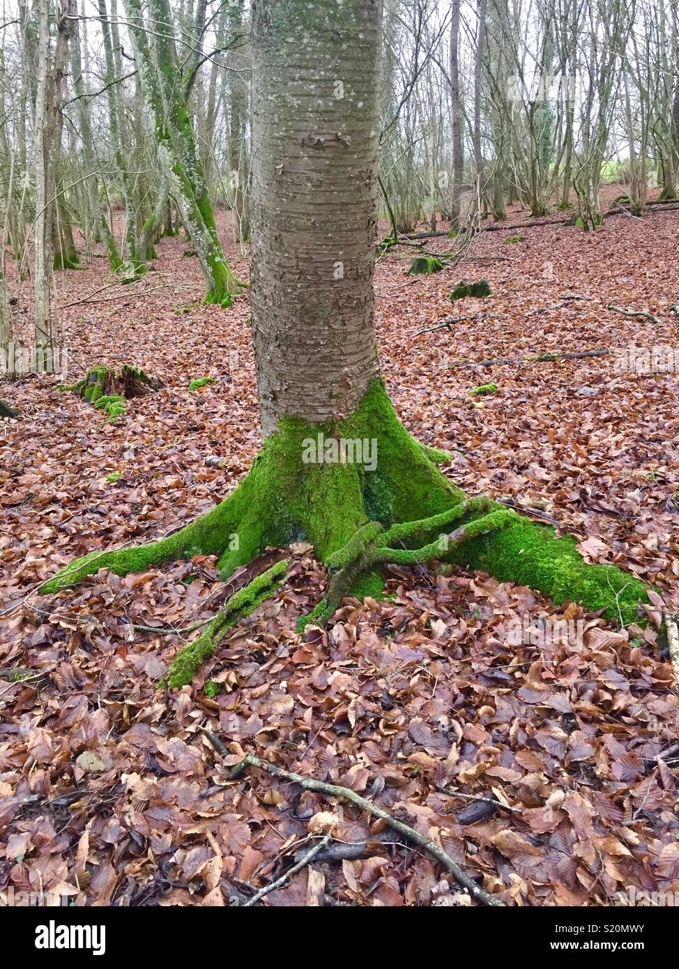 Birch tree, Downy Birch, Betula pubescens, with green feet. Normandy, France Stock Photo