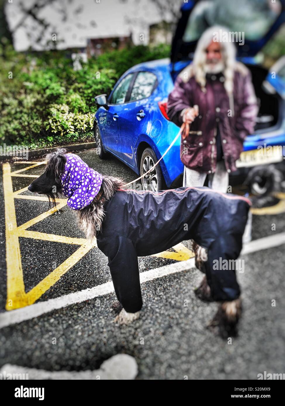 Afghan dog - Smartphone Captured Stock Image